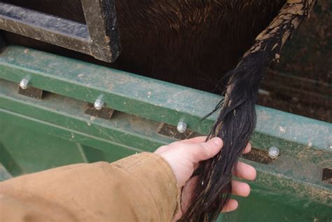 Next Time you Process Cattle, Pull Tail Hairs - BeefResearch.ca