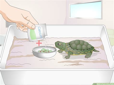 How Many Baby Turtles Can A Turtle Have - Baby Viewer