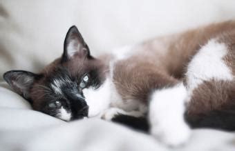 Facts About Snowshoe Siamese Cats | LoveToKnow Pets