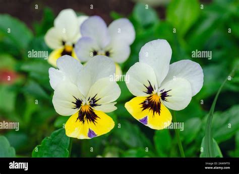 Pansy with spring flowers. Concept flowers Stock Photo - Alamy