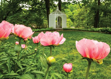 The Peony Garden - Winterthur Museum, Garden & Library