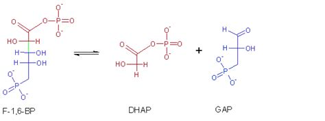 Difference Between Ligase and Lyase | Compare the Difference Between ...