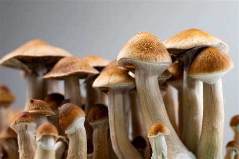 Psychedelic treatment with psilocybin shown to relieve major depression | Hub