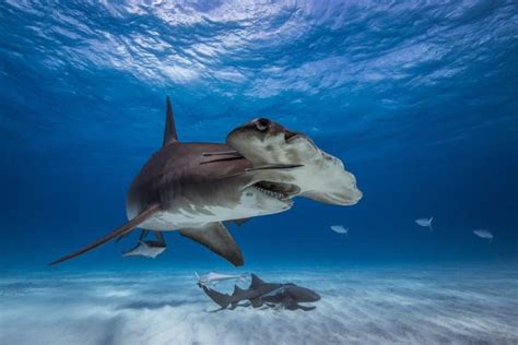 12 Cool Hammerhead Shark Facts - Fact Animal