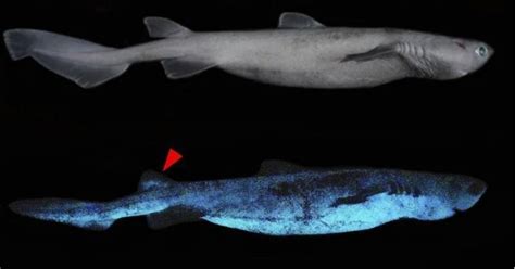 Scientists Have Discovered Shark Species That Glows In The Dark