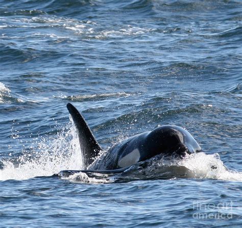 Orca Whales in the San Juan Islands Photograph by Sandy Buckley