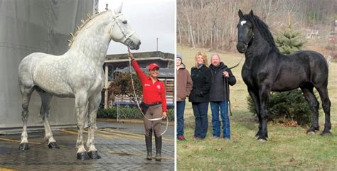 11 Interesting Facts About the Percheron Horse Breed