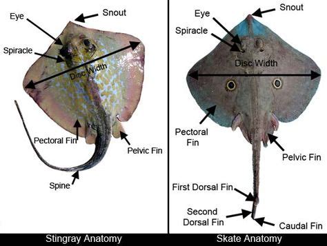 Stingray Anatomy Diagram