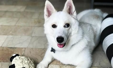 Corgi Husky Mix | 12 Amazing Things About Horgi Dogs