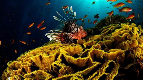 Underwater Coral Reef Wallpaper (61+ images)