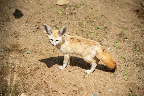 Premium Photo | Portrait of animals in the prague zoo