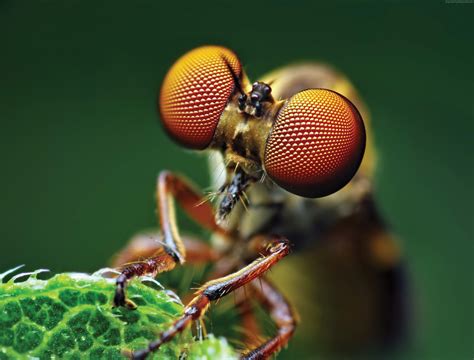 Macro Photography Wallpapers - Top Free Macro Photography Backgrounds - WallpaperAccess