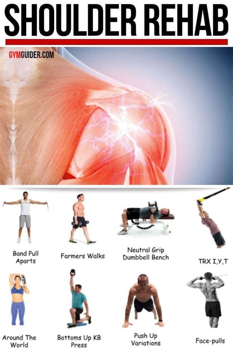 shoulder muscle anatomy