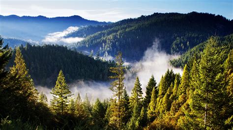 forest, Mountains, Landscape, Mist, Clouds Wallpapers HD / Desktop and Mobile Backgrounds