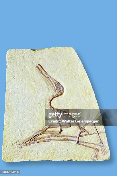 217 Pterosaur Pictures Stock Photos, High-Res Pictures, and Images - Getty Images