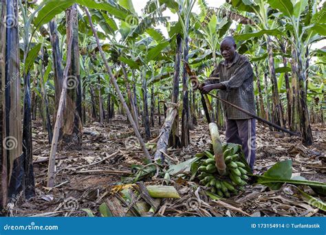 Banana Harvest in Uganda, Africa Editorial Stock Image - Image of food, local: 173154914