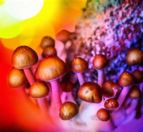 Psilocybin and magic mushrooms: Effects and risks