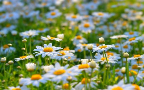 Field Of Daisies Wallpapers - Wallpaper Cave