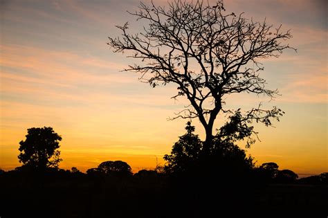 Don't Expect Brazil's Cerrado Forest to Be Saved by the Corporate World - brazzil