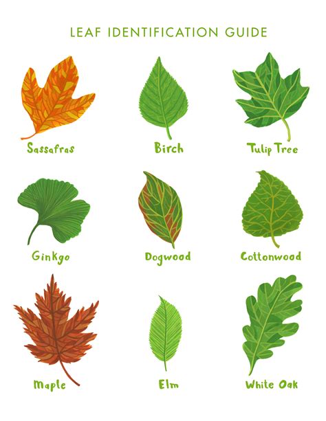 Printable Tree Leaf Identification Chart