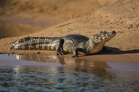 Caiman - Facts, Size, Diet, Pictures - All Animal Facts