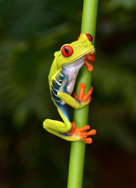 Red-Eyed Tree Frog Facts, Habitat, Lifespan, Diet, Pictures