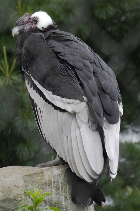 Andean condor | ZooChat