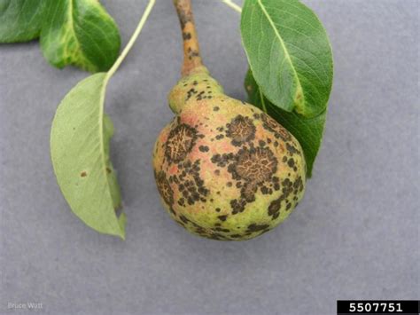 Pear scab | Pome fruits | Fruit and nut diseases | Plant diseases | Biosecurity | Agriculture ...