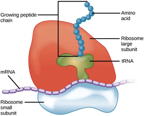 Ribosome Diagram With Labels | www.pixshark.com - Images Galleries With A Bite!