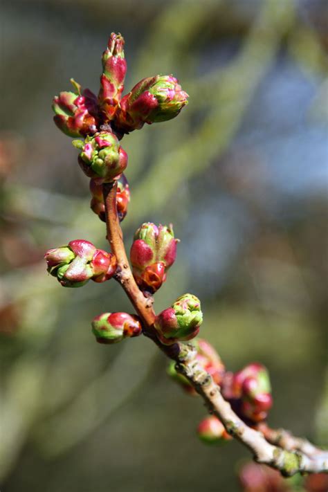 Leaf Buds Free Stock Photo - Public Domain Pictures