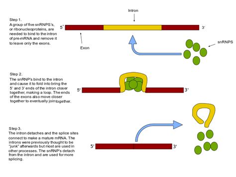 RNA splicing - Wikiwand