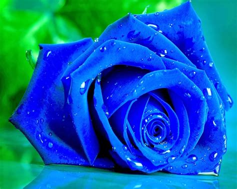 Blue Rose Wallpaper, Nice Blue Rose, #14282