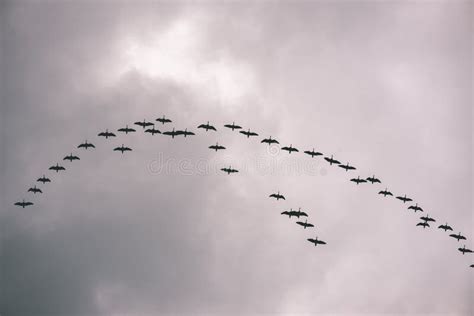 Birds Flying in Formation - Vintage Film Effect Stock Photo - Image of portfolio, natural: 109670130