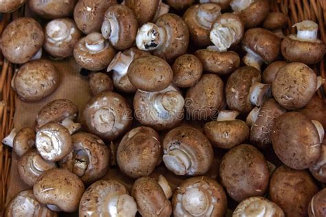 Edible brown mushrooms stock image. Image of growing - 101037073