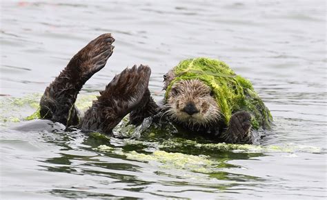 Sea otter style – Artofit