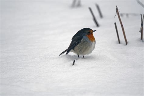 5 Reasons Why Some Birds Stay for the Winter