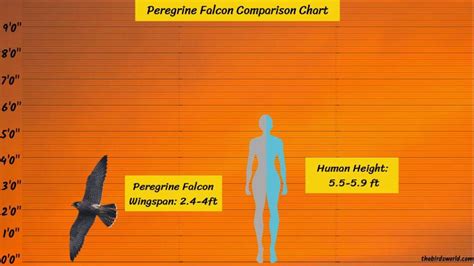 Peregrine Falcon Wingspan: How Big Are They Comparison?