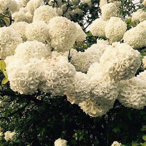 Viburnum macrocephalum