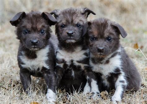 Update: Wild Dogs Pups Raised by Surrogate Have Names! - ZooBorns