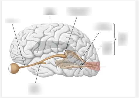 Visual pathway Diagram | Quizlet