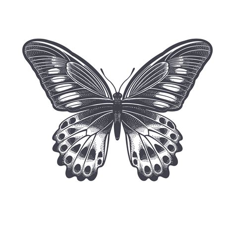 Butterfly isolated on white background. Vector 21633819 Vector Art at Vecteezy