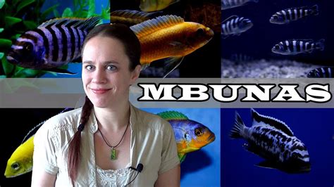 The Mbuna Aquarium - Lake Malawi African Cichlids - YouTube