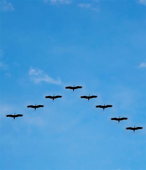 Why birds fly in v-formation? - About Wild Animals