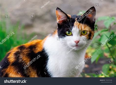 26,108 Calico Cat Images, Stock Photos & Vectors | Shutterstock