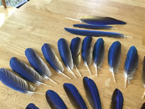 Parrot Feathers vibrant Blue and Yellow Feathers Feather | Etsy