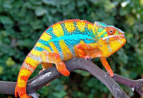 Chameleon pet, Cute animals, Colorful lizards