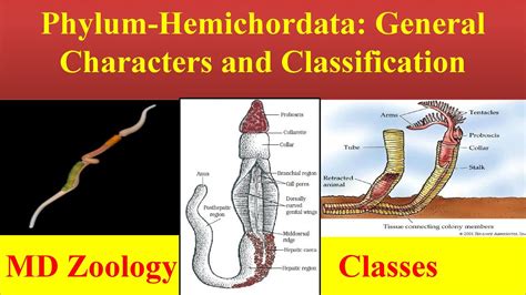 Phylum Hemichordata Examples