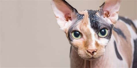 Sphynx Cat Breed: Size, Appearance & Personality