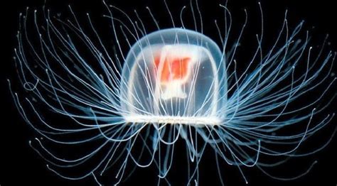 Turritopsis dohrnii - Alchetron, The Free Social Encyclopedia