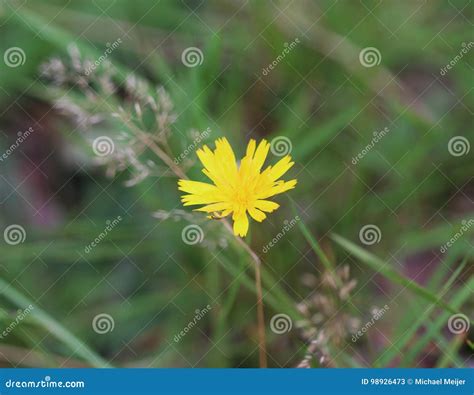 Catsear flower stock image. Image of nature, leaves, flower - 98926473